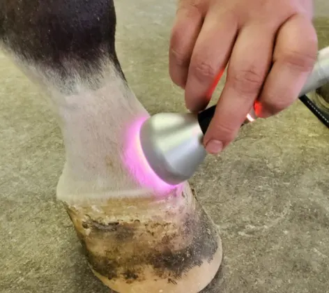 Horse receiving laser therapy at Abraham's Equine Clinic